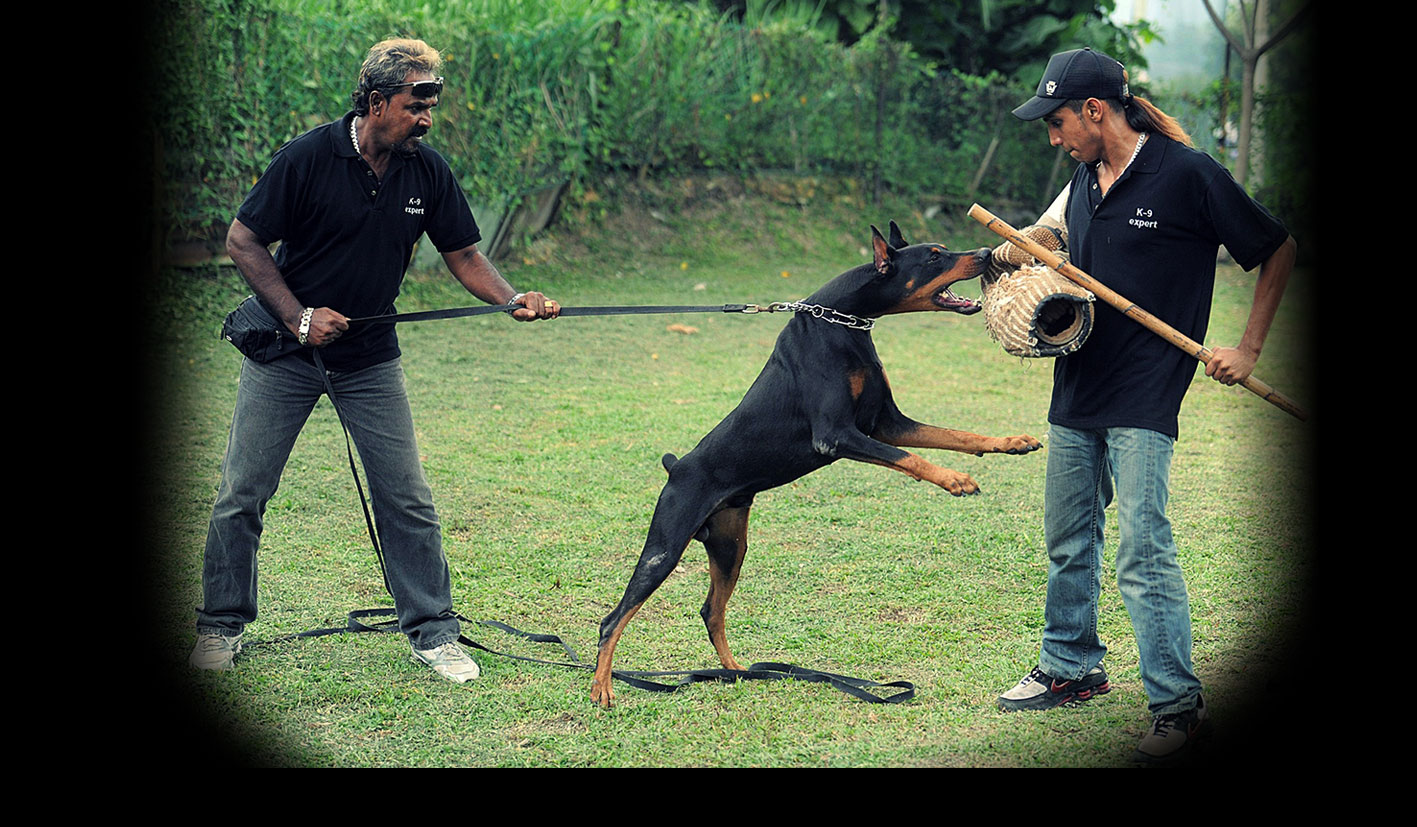 Dog Trainer Malaysia